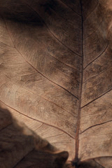 Dried Bodhi leaf textured background
