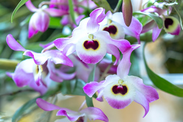 Dendrobium Aphyllum orchids flowers bloom in spring adorn the beauty of nature, a rare wild orchid...