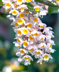 Dendrobium Aphyllum orchids flowers bloom in spring adorn the beauty of nature, a rare wild orchid decorated in tropical gardens