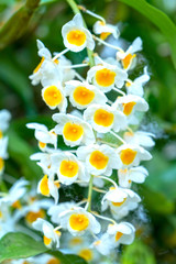 Dendrobium Aphyllum orchids flowers bloom in spring adorn the beauty of nature, a rare wild orchid decorated in tropical gardens