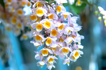Dendrobium Aphyllum orchids flowers bloom in spring adorn the beauty of nature, a rare wild orchid...