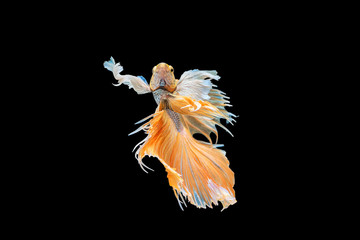 Fototapeta na wymiar Halfmoon fighting fish is a beautiful betta fish with a half-circle shaped tail. There are many beautiful colors that are red, blue, orange and white. Isolated on black background.