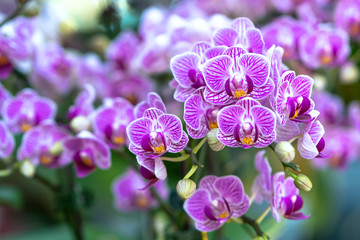 Fototapeta na wymiar Phalaenopsis orchids flowers bloom in spring adorn the beauty of nature, a rare wild orchid decorated in tropical gardens