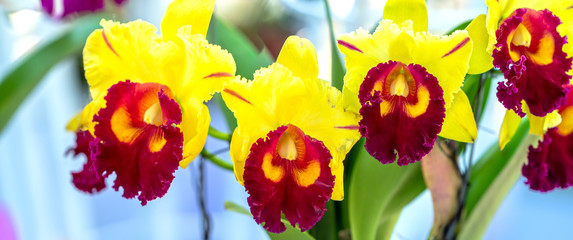 Cattleya Labiata flowers bloom in the spring sunshine, a rare forest orchid decorated in tropical...
