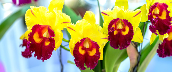 Cattleya Labiata flowers bloom in the spring sunshine, a rare forest orchid decorated in tropical gardens