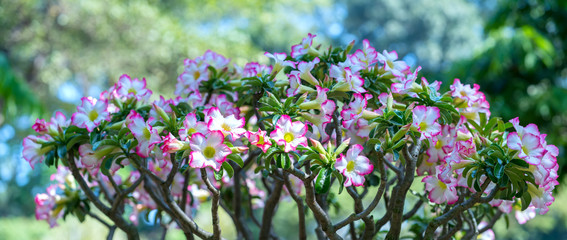 Obraz premium Tropical frangipani bonsai tree flowers blooming in the garden flavor shine when spring comes