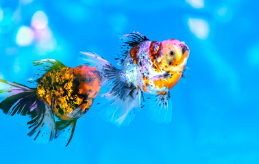 Pet ornamental goldfish or Carassius auratus, Family Cyprinida. Ranchu or lionhead goldfish is very popular to show in fish tank