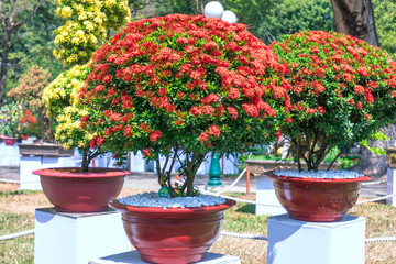 Naklejka premium Ixora or jungle flame blooms in bonsai tree spring morning really attractive to see.