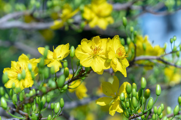 Yellow apricot flowers blooming fragrant petals signaling spring has come, this is the symbolic flower for good luck