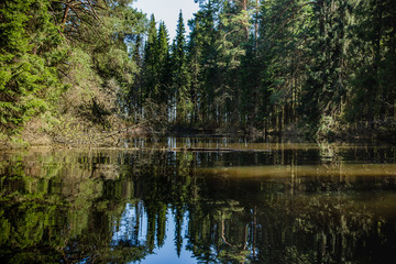 Fototapeta na wymiar dense forest situated on the shore of the lake a sunny summer day