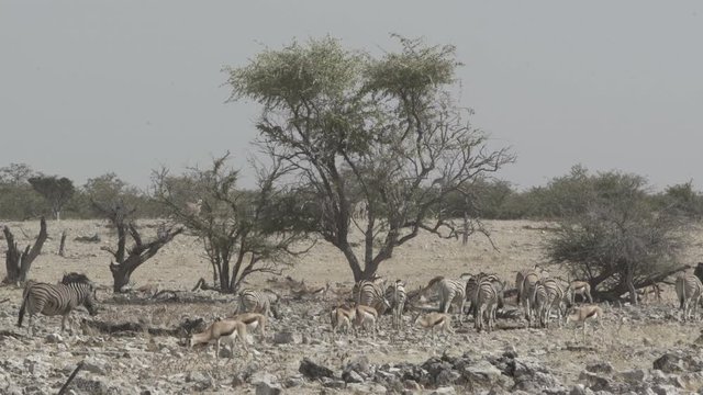 Lockdown shot of wild animals walking on land at national park against sky during sunny day - Etosha National Park, Namibia