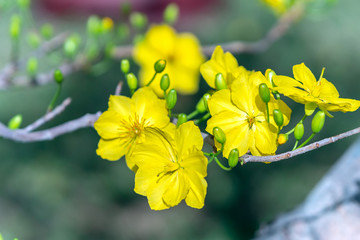 Yellow apricot flowers blooming fragrant petals signaling spring has come, this is the symbolic flower for good luck