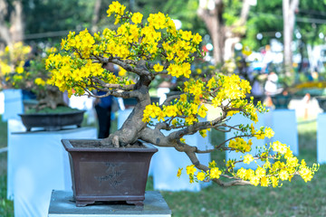Apricot bonsai tree blooming with branches curving create unique beauty. This is a special wrong...