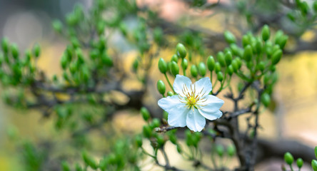 White apricot flowers blooming fragrant petals signaling spring has come, this is the symbolic flower for good luck