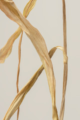 Dried tulip leaves on a gray background