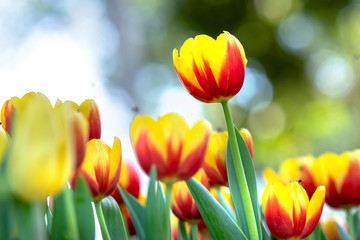 Tulips bloom in spring sunshine with brilliant colors rising up full of vitality in garden