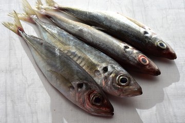 Closeup Fresh Saba fish (Mackerel) at white wooden background/ Food preparation/ Healthy Mediterranean cuisine