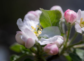 apple blossom