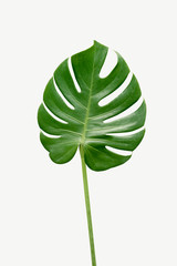 Monstera delicosa plant leaf  on a white background © rawpixel.com