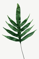 Doryopteris nobilis leaves isolated on white background mockup