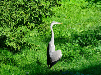 Great Blue Heron (Ardea herodias)
