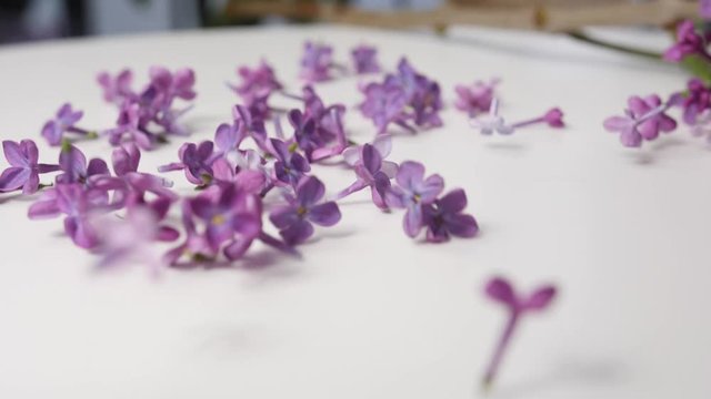 Falling of lilac flowers onto table, closeup