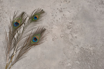 Three Peacock feathers on fabric texture material on grungy light gray background of natural cement...