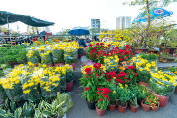 Fototapeta na wymiar Bougainvillea glabra flower pots for sale along the street in the year-end flower market are fresh and beautiful