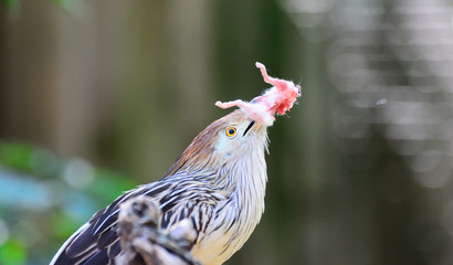 American Dwarf Falcon