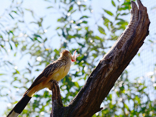 American Dwarf Falcon