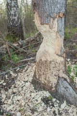 Tree with marks of beaver teeth. Damage to trees beavers. Negative activity of beavers in the woods