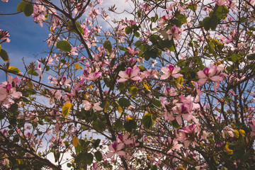 Bauhinia variegata or orchid tree  is a species of flowering plant in the legume family Fabaceae, 