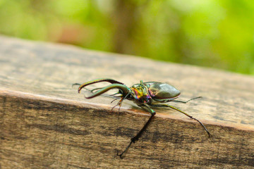 Escarabajo de darwin