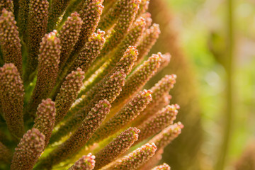 Photograph of plant details in warm tones. Yellow and orange colors