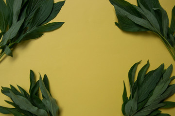 Fototapeta na wymiar Green peony leaves on yellow background, copy space, empty place for text, foliage, natural concept