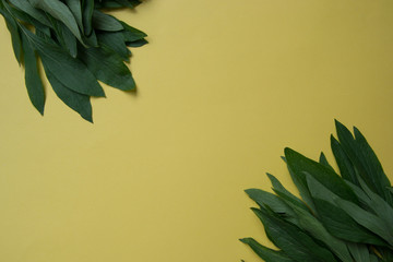 Fototapeta na wymiar Green peony leaves on yellow background, copy space, empty place for text, foliage, natural concept