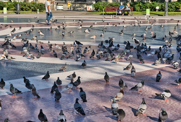 Pigeons in Barcelona. Plaza de Cataluña during Coronavirus pandemic. Spain