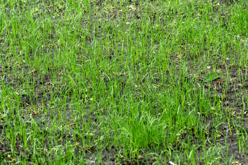 Young lawn grass begins to grow on the backyard lawn.