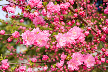incredible bright pink blooming sakura, famous Japanese tree, bush during flowering, soft colorful petals, spring May background