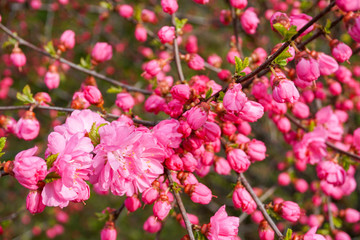 incredible bright pink blooming sakura, famous Japanese tree, bush during flowering, soft colorful petals, spring May background, close up macro
                              