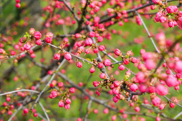 Sakura is almost blooming, pink buds on the branches of a cherry bush, colorful motley background
