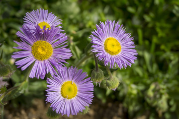 Obraz premium New england aster (Michaelmas daisy) flower. The seeds and nectar of this fall-flowering species are important to a wide variety of animals. Numerous cultivars have been developed in european gardens.