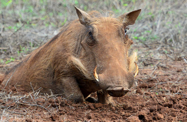 Warzenschwein im Hlane Nationalpark in Swasiland