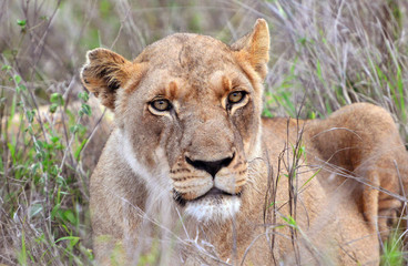 Hlane Royal National Park, Swaziland,,young lioness
Junge Löwin im Hlane Nationalpark, Swasiland