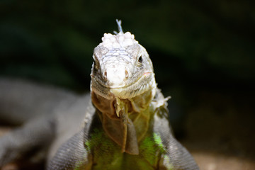 Small Antillian iguana