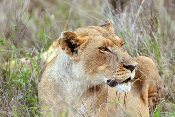 Hlane Royal National Park, Swaziland,,young lioness
Junge Löwin im Hlane Nationalpark, Swasiland