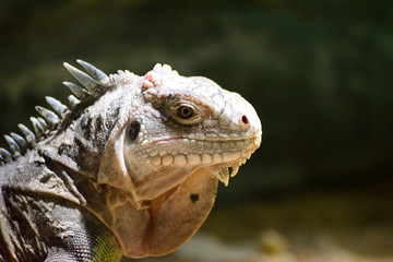 Small Antillian iguana