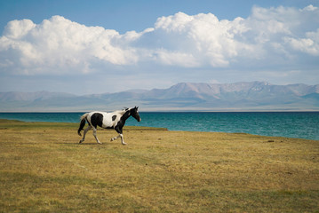 Horse free running at Song Kul Lake in Kyrgyzstan - 351462876