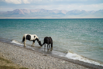 Horses are drinking water from Song Kul Lake in Kyrgyzstan
