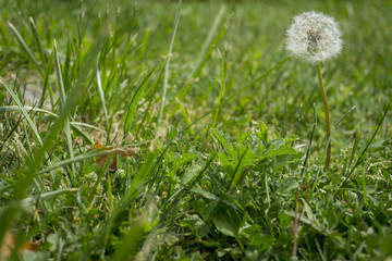 Fototapeta premium Closeup dandelion in Spring Nature scene. Park with dandelions, Green Grass, Trees and flowers. Tranquil Background, sunlight. Beauty in nature.